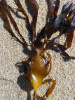 Laminaria hyperborea
