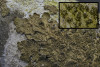 Melanelixia