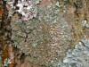 Physconia grisea