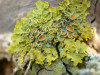 Xanthoria parietina
