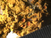 Xanthoria parietina