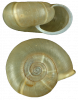 Escargot de Quimper