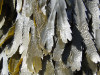 Fucus denté