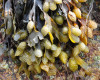 Fucus spiralé