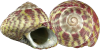 Gibbule commune