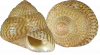 Gibbule cendrée
