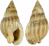 Nasse réticulée