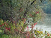 Vigne-vierge à cinq folioles